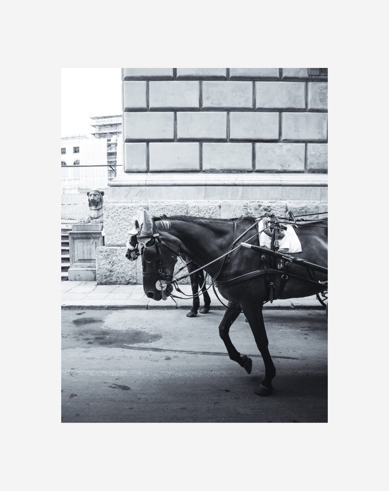 Black Horse