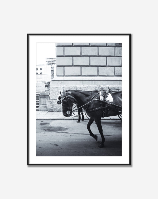 Black Horse